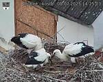 Capi_Dubne_20250708_142503.jpg