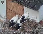 Capi_Dubne_20250708_143003.jpg