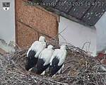 Capi_Dubne_20250708_144002.jpg