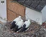 Capi_Dubne_20250708_145502.jpg