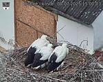 Capi_Dubne_20250708_150003.jpg