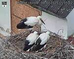 Capi_Dubne_20250708_150502.jpg