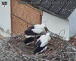 Capi_Dubne_20250708_151003.jpg
