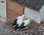 Capi_Dubne_20250708_151502.jpg