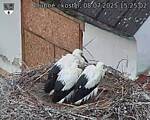 Capi_Dubne_20250708_152502.jpg