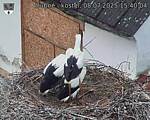 Capi_Dubne_20250708_154004.jpg