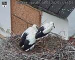 Capi_Dubne_20250708_154503.jpg