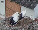 Capi_Dubne_20250708_155003.jpg