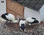 Capi_Dubne_20250708_155503.jpg