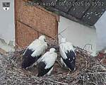 Capi_Dubne_20250708_160502.jpg