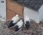 Capi_Dubne_20250708_161003.jpg