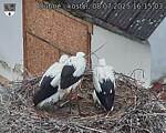 Capi_Dubne_20250708_161503.jpg