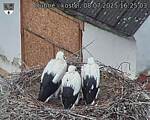 Capi_Dubne_20250708_162503.jpg