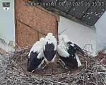 Capi_Dubne_20250708_163503.jpg