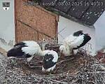 Capi_Dubne_20250708_164003.jpg