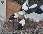 Capi_Dubne_20250708_164502.jpg