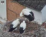 Capi_Dubne_20250708_165003.jpg