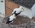 Capi_Dubne_20250708_165503.jpg
