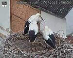 Capi_Dubne_20250708_170503.jpg