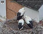 Capi_Dubne_20250708_171003.jpg