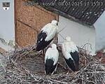 Capi_Dubne_20250708_171503.jpg