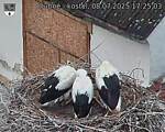 Capi_Dubne_20250708_172503.jpg