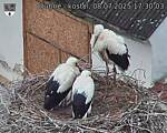 Capi_Dubne_20250708_173003.jpg