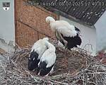 Capi_Dubne_20250708_174003.jpg