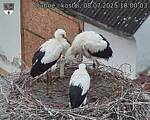 Capi_Dubne_20250708_180003.jpg