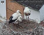 Capi_Dubne_20250708_180503.jpg