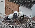 Capi_Dubne_20250708_181003.jpg