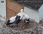 Capi_Dubne_20250708_182003.jpg