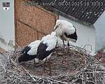 Capi_Dubne_20250708_183003.jpg