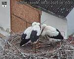 Capi_Dubne_20250708_183503.jpg