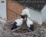 Capi_Dubne_20250708_184503.jpg