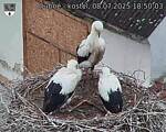 Capi_Dubne_20250708_185003.jpg