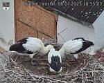 Capi_Dubne_20250708_185503.jpg