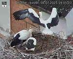 Capi_Dubne_20250708_190503.jpg