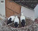 Capi_Dubne_20250708_191003.jpg