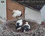Capi_Dubne_20250708_193003.jpg