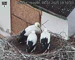 Capi_Dubne_20250708_195003.jpg