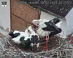 Capi_Dubne_20250708_202503.jpg