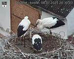Capi_Dubne_20250708_203003.jpg