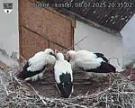Capi_Dubne_20250708_203502.jpg