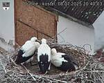 Capi_Dubne_20250708_204003.jpg