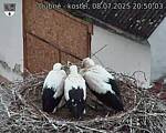 Capi_Dubne_20250708_205003.jpg