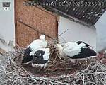 Capi_Dubne_20250708_205503.jpg