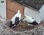 Capi_Dubne_20250708_210003.jpg