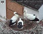 Capi_Dubne_20250708_210503.jpg