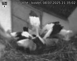 Capi_Dubne_20250708_213502.jpg